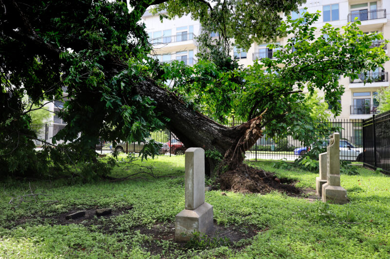A large oak tree, uprooted by recent storms, leans precariously to the left. Its canopy is entangled with the canopy of another tree and is the only thing holding up the fallen tree. In the foreground, several headstones remaining standing.