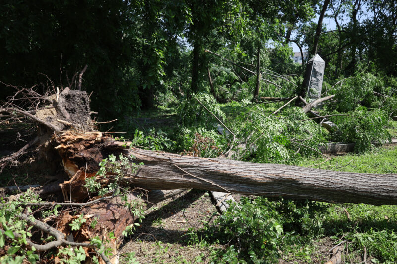 A completely fallen tree occupies the foreground while smaller branches are shown around a tilted headstone